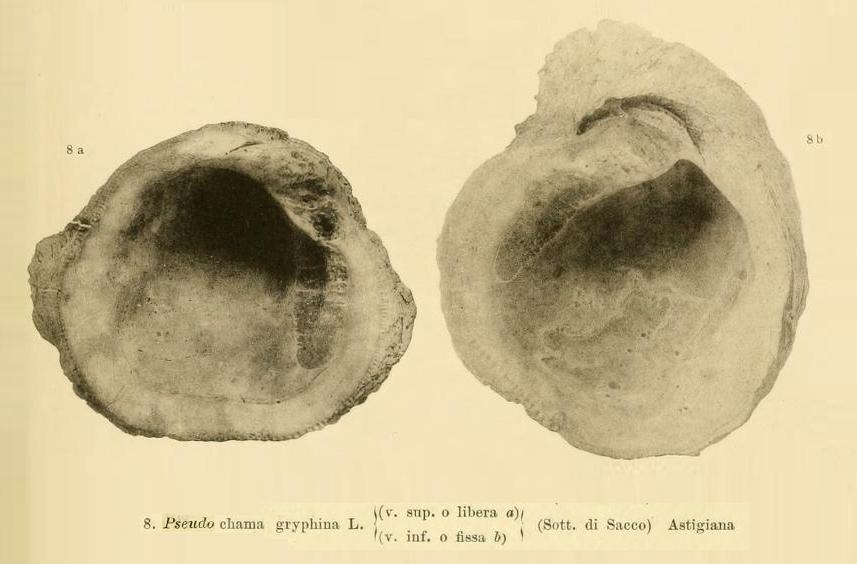 Pseudochama gryphina  (Lamarck, 1819) - Pliocene - toscana